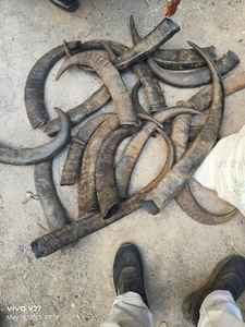 Cuerno de búfalo de agua limpia Natural cruda Cuerno de búfalo y cuerno de vaca Punta redonda en blanco Venta/Cuerno de búfalo a granel - Product Image 3