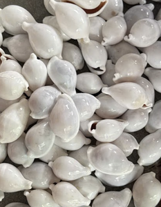 Conchas de Cauri Blancas de Vietnam Seleccionadas, Material de Concha Natural Utilizado para Joyería, Artesanía, Decoración y Accesorios - Product Image 2