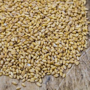 Grain de blé bon marché/grain de blé de mouture tendre d'Ukraine, grains de blé pour la consommation humaine et animale - Product Image 4