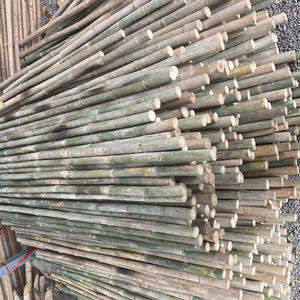 Pôles de bambou de qualité assurée, récoltés et traités pour une résistance supérieure, une longévité et des normes d'exportation internationales - Product Image 1