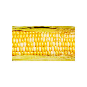 Maíz fresco amarillo orgánico brasileño Maíz súper dulce seco La mejor calidad con precio competitivo para la venta - Product Image 5