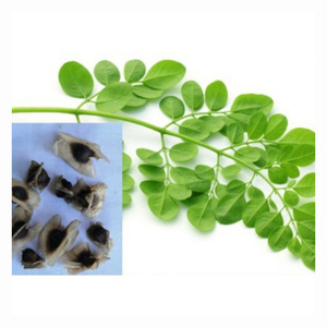 ผงสกัดใบมะรุมสมุนไพรที่ผ่านการรับรอง ผงสกัดเมล็ดมะรุม สีเขียวอ่อน - Product Image 2