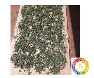 Hojas de perilla secas de primera calidad para mercados de exportación Shiso & Britton verde de Grado Superior Perilla seca superior a precios inigualables - Product Image 5