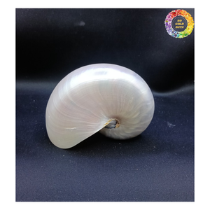 <strong>Nautilus</strong> <strong>Shell</strong> Conch, Polished <strong>Nautilus</strong> <strong>Shell</strong>, Large <strong>Nautilus</strong> <strong>Shell</strong> Wholesale for Collectibles and Decoration Export - Product Image 4