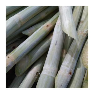 Bâtonnets de canne à sucre congelés prêts à l'exportation-cultivés de manière durable au Vietnam et transformés selon les normes mondiales - Product Image 5
