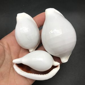 Disponible en stock a granel leche clara huevo cauri cáscaras al por mayor exportación natural pulido | joyería artesanal acuario y decoración del hogar - Product Image 5
