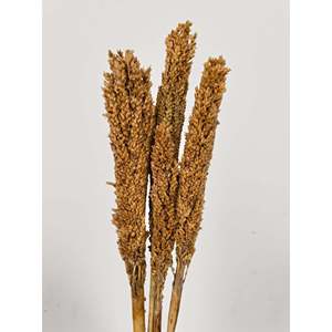 ดอกข้าวฟ่างแห้ง - Product Image 1