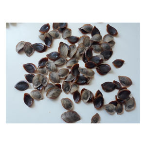 เปลือกหอยขัดเงาสำหรับทำเครื่องประดับ สร้อยคอ กำไลข้อมือ และต่างหู - Product Image 3