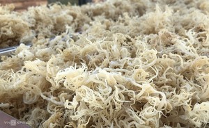 สาหร่าย cottonii จากเวียดนามมีหลายสีและขนาด - Product Image 2