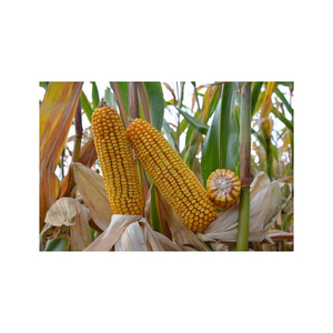 Maíz amarillo de grado superior para consumo humano y animal a precio mayorista - Product Image 1