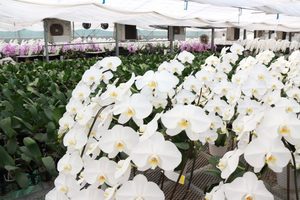 Orchidées Phalaenopsis fraîches en gros fleurissent du Vietnam pour l'exportation - Product Image 6