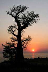 Graines de baobab Poudre de baobab - Product Image 5