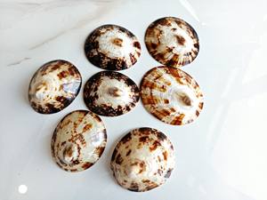 Fabricante de Vietnam Conchas decorativas para lapas Cáscara de Opihi pulida Conchas de Lapa ovaladas naturales de alta calidad - Product Image 4