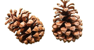 Pomme de pin naturelle en gros prix pomme de pin décoration de noël pour la décoration de chambre et de fête - Product Image 3