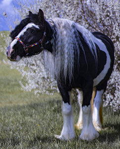 High Quality Custom Design <b>Equestrian</b> Halter Brown Leather with Bling Multicolour Wholesale - Product Image 5