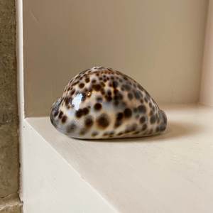 เปลือกหอยคาวรีขนาดใหญ่ของเวียดนาม เปลือกหอยคาวรีสีขาว เปลือกหอยคาวรีสีเหลืองม่วง ราคาขายส่งแข่งขันได้ - Product Image 5