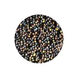 Wholesale Prices Rapeseed Canola Seed Price Rape Seed Canola Seeds for Sale From Germany Supplier