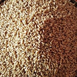 Aliments pour animaux : Orge naturelle biologique de qualité supérieure, en vrac, sac de 50 kg - Product Image 1