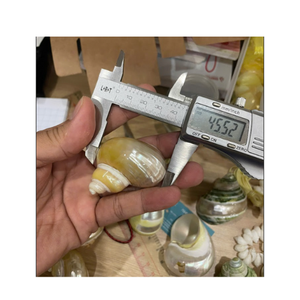 Anneau de serviette coquillage Matériau turbo naturel Artisan Fabriqué pour la décoration de salle à manger rustique du Vietnam - Product Image 2