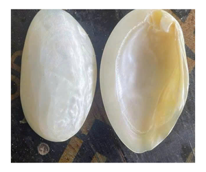 Cuentas de abalorios multicolores, conchas de cauri coloridas, concha de mar para fabricación de joyas DIY - Product Image 1