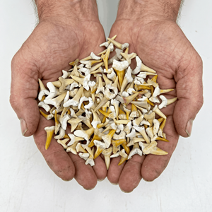 Fossiles de dents de requin naturelles marocaines de qualité B |   Spécimens de paléontologie en vrac de catégorie B pour kits de fouilles STEM - Product Image 3