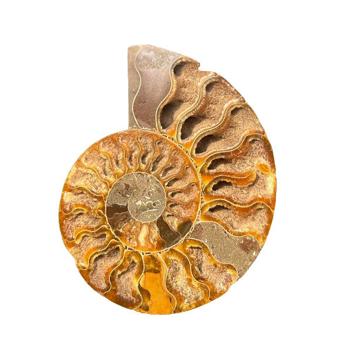 สีน้ำตาล