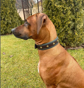 Brown Leather Dog <b>Collar</b> with Coper Studs High Quality Green Leather Hound Dog <b>Collar</b> for Greyhound and Whippet - Product Image 3