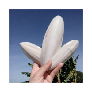 Os de calcium d'oiseau os de seiche animal séché par produit os de mollusque du Vietnam pour perroquet jouet à mâcher vente en gros exportation en vrac - Product Image 6