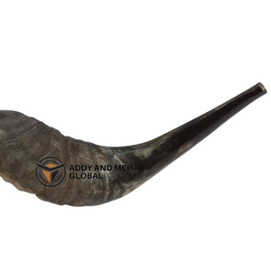 Cuerno de Shofar de Carnero Pulido Grande, Auténtico, Hecho a Mano, Proveedor de Judaica para Venta al por Mayor - Product Image 4