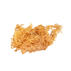 EUCHEUMA COTTONII DE MOUSSE DE MER SÉCHÉE DORÉE VENTE EN GROS - Product Image 6