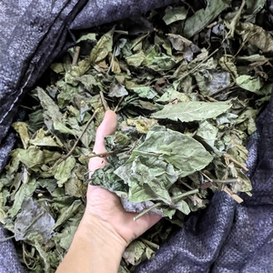 Poudre de feuilles de Celastrus hindsii séchées à vendre, poudre de feuilles de Celastrus hindsii noires séchées, boîte de 300 grammes, Vietnam - Product Image 6