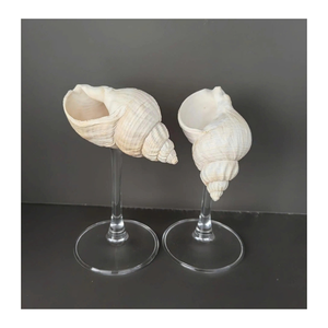 Tasse décorative de coquillages de tasse d'escargot pour l'emballage naturel de produit Idéal de tasse d'escargot pour l'affichage unique - Product Image 6