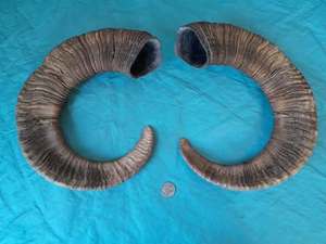 แตรแกะแกะแกะของ shofar วัสดุอินทรีย์ขัดของตกแต่งบ้านศาสนาเป็นมิตรกับสิ่งแวดล้อมอินเดียรักดื่มแตร - Product Image 6