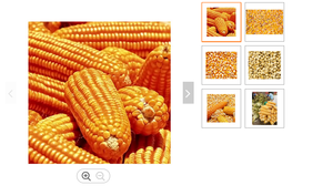 ข้าวโพดสีเหลือง/ข้าวโพดเลี้ยงสัตว์66000ตัน - Product Image 5