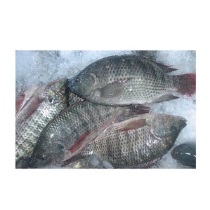 Tilapia Negra Congelada - Suministro al por Mayor de Tilapia Negra - Product Image 2