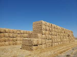 High Quality Eco-Friendly Dried Natural Wheat Straw Bale Bulk Supply Pakistan Cattle Worldwide Animal Feed Importers Premium - Product Image 5