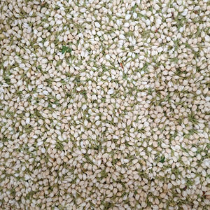 Fleur de jasmin séchée de haute qualité du Vietnam, matière florale utilisée dans la production du thé, la conception de parfums et la décoration - Product Image 1