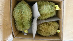 Durian séché vietnamien, fruit sucré réputé, culture sans OGM, tranches conservées en vrac, processus de conservation naturel à l'eau - Product Image 4