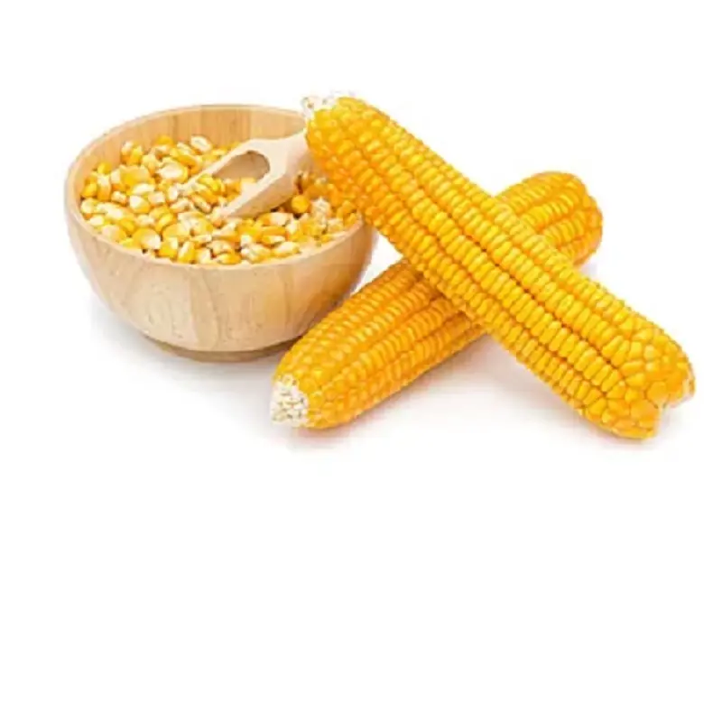 Yellow Maize, Dried Yellow Corn, Popcorn, White Corn Maize for Consumption and Animal Feed