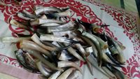 Corne à boire 100 % naturelle, style Viking médiéval, en corne de bœuf, artisanale, polie, objet d'art de collection, abordable, très demandée