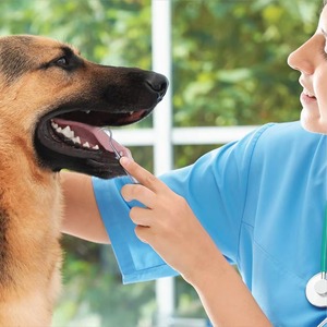 Raspador Dental Manual Personalizado de Alta Calidad, Mango Hueco de Acero Inoxidable, Superficie Pulida, Certificado CE, Garantía de 3 Años para Uso Dental - Product Image 3