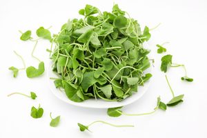 JUS DE PENNYWROT NATUREL CONGELÉ/QUALITÉ SUPÉRIEURE/PRÊT À CONSOMMER/EMBALLAGE EN VRAC DISPONIBLE - Product Image 4