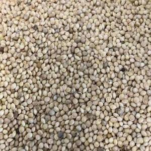 ข้าวฟ่างออร์แกนิก ไม่เหนียวเหนอะหนะ 100% จากธรรมชาติ ไฟเบอร์สูง โปรตีนสูง คุณภาพพรีเมียม ข้าวธัญพืชเต็มเมล็ด จากมณฑลมหาราษฏระ ประเทศอินเดีย มีจำหน่าย - Product Image 1
