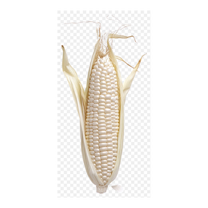 Maíz blanco de alta calidad, maíz premium, suministrado para compradores mayoristas y socios comerciales - Product Image 1