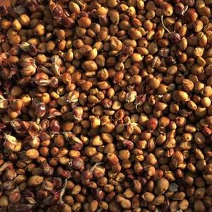 High Quality Sorghum <b>Millet</b> White And Red Varieties Raw Material For Food Processing And Industrial Use With High Nutritional - Product Image 3