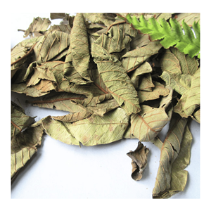 Hojas de guayaba secas de calidad, procesadas para la elaboración de té y bebidas, procedentes de Vietnam. - Product Image 1