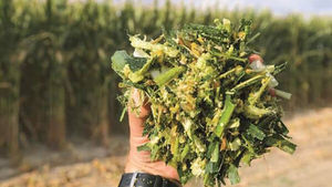 Aliments pour animaux d'ensilage de maïs fermenté de qualité supérieure pour les bovins laitiers et le bétail 100% Nutrition naturelle à haute teneur en fibres - Product Image 5