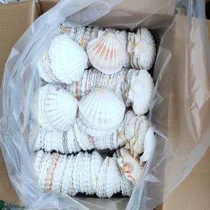 ベトナム産乾燥ホタテ貝殻-工芸品や家の装飾用の貝殻-輸出に最適な価格