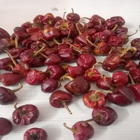 PIMENT ROUGE GUNDU DE QUALITÉ SUPÉRIEURE DE LA MARQUE RGPL, SÉLECTIONNÉ À LA MAIN, FABRIQUÉ EN INDE, EMBALLAGE SAC PP 25/50KG