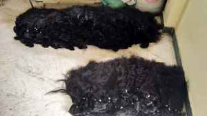 Nuevas fuentes Extensiones de cabello crudo virgen de tejido tradicional Onda profunda atada a mano de donante joven Paquetes de cabello de templo indio - Product Image 2